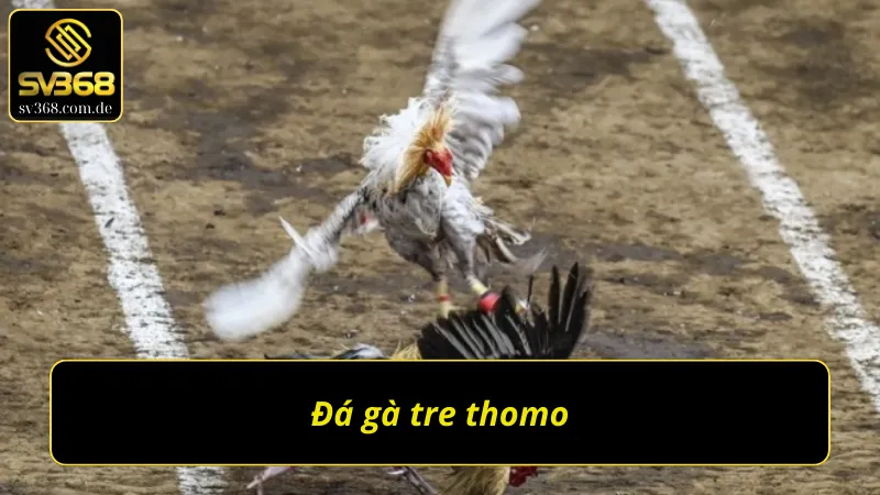 Đá gà thomo SV368 gà tre