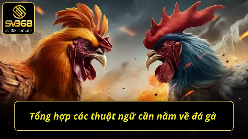 Tổng hợp các thuật ngữ đá gà quan trọng